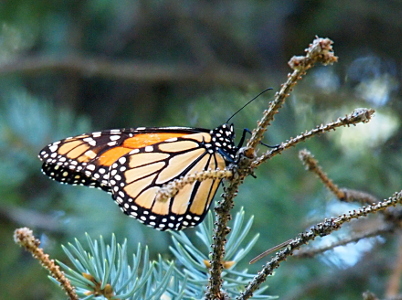 [Orange butterfly with black veins throughout and white spots at the edge of its wings sitting on an evergreen branch.]